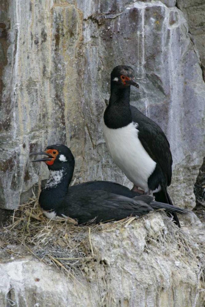 Bleaker Island Rock cormorant pair on nest art print by Arthur Morris for $57.95 CAD
