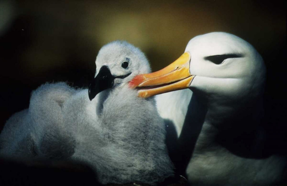 Falkland Islands Albatross parent grooming chick art print by Joanne Williams for $57.95 CAD