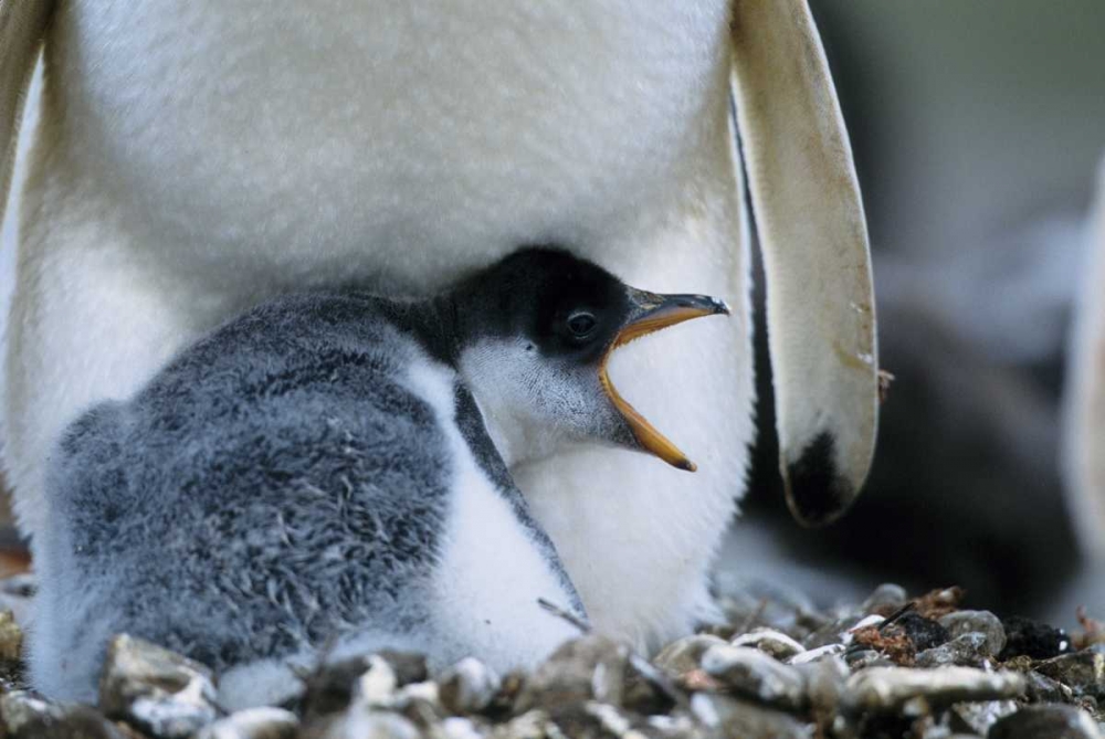 Falkland Islands Gentoo penguin chick art print by Joanne Williams for $57.95 CAD