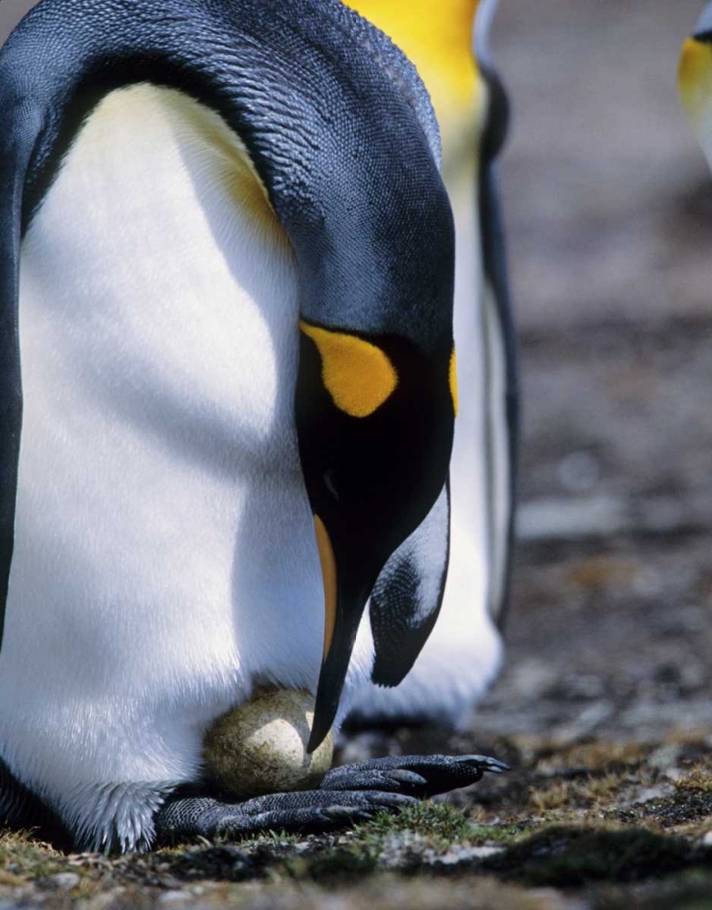 Falkland Islands King penguin tends single egg art print by Joanne Williams for $57.95 CAD