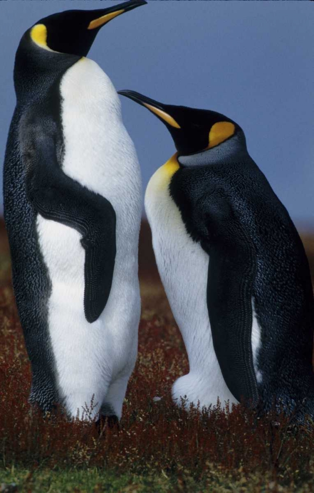 Falkland Islands King penguins stand in tundra art print by Joanne Williams for $57.95 CAD