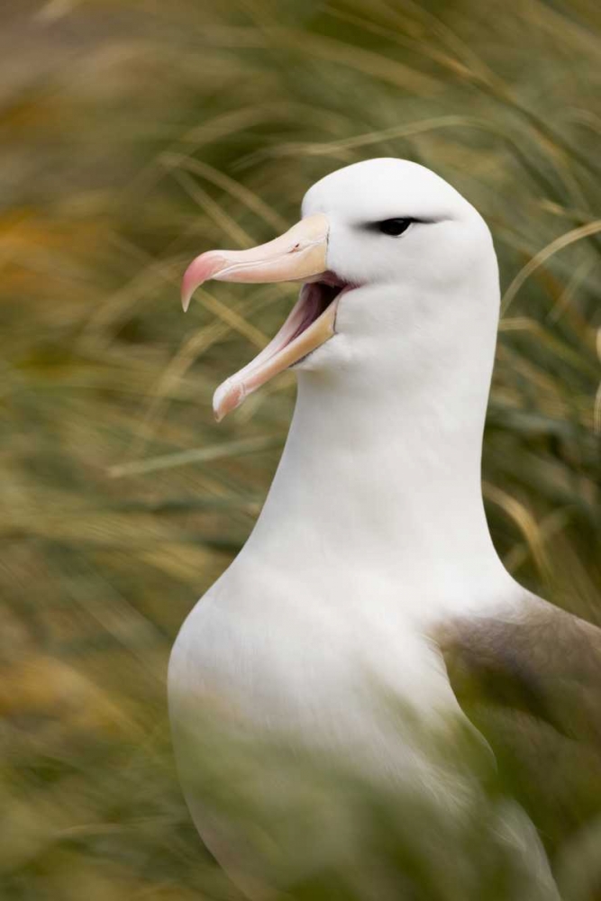 New Island Black-browed albatross guards nest art print by Don Grall for $57.95 CAD