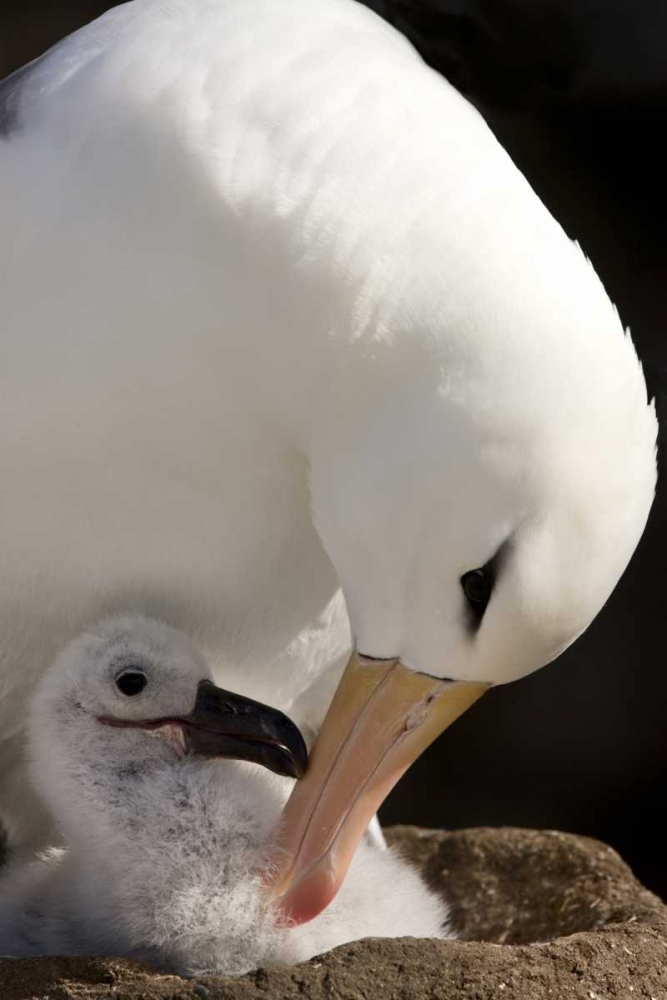 New Island Black-browed albatross preening chick art print by Don Grall for $57.95 CAD