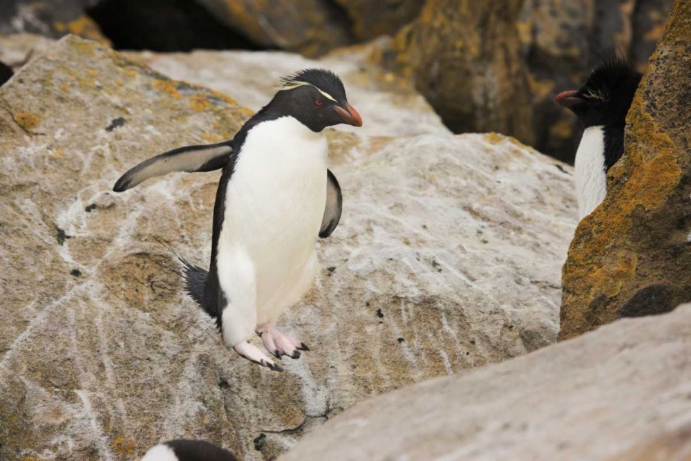 New Island Rockhopper penguin in midair art print by Don Grall for $57.95 CAD