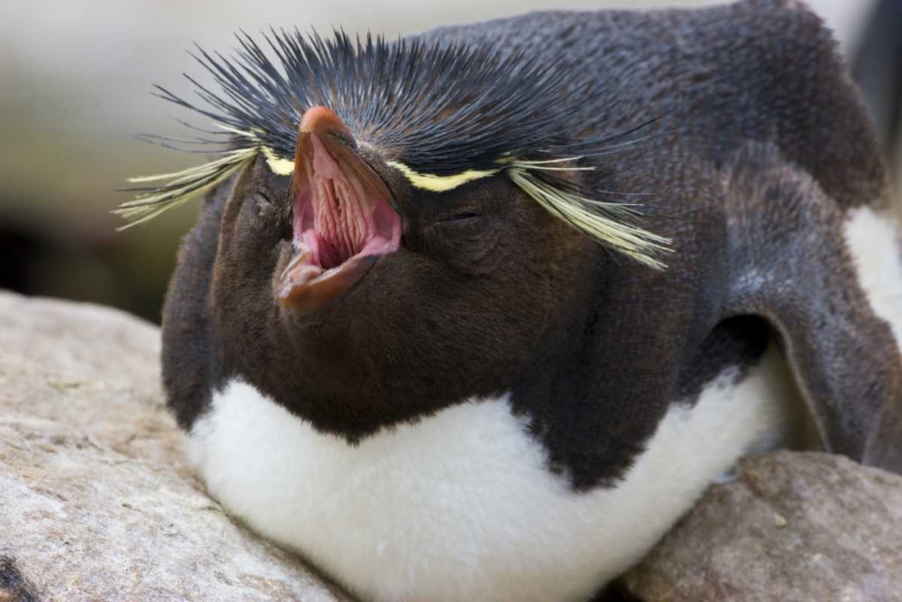 New Island Rockhopper penguin yawns on its nest art print by Don Grall for $57.95 CAD