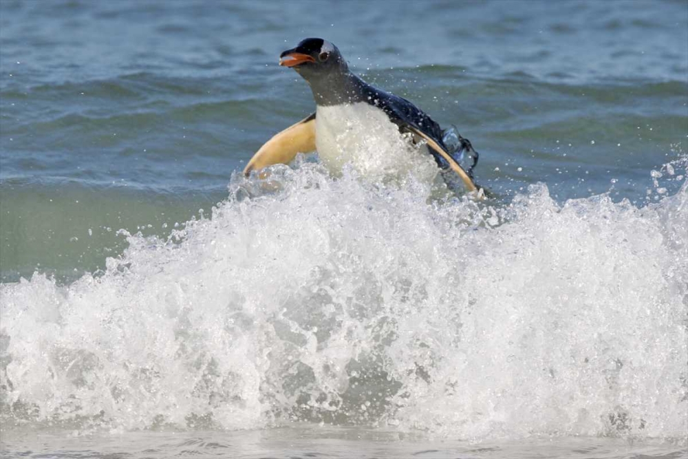 Saunders Island Gentoo penguin emerges from sea art print by Josh Anon for $57.95 CAD
