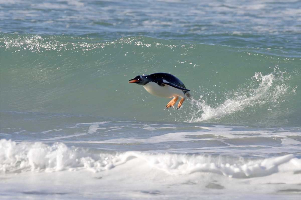 Saunders Island A gentoo penguin porpoising art print by Josh Anon for $57.95 CAD