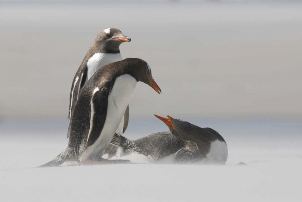 Saunders Island Gentoo penguins in a sand storm art print by Josh Anon for $57.95 CAD