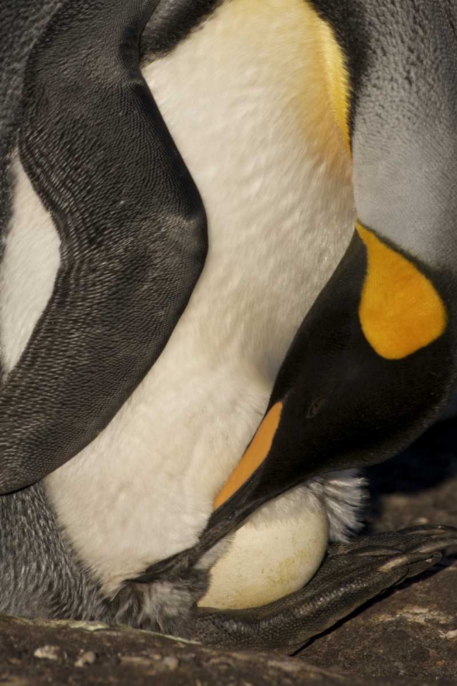 Saunders Island A king penguin with egg art print by Josh Anon for $57.95 CAD