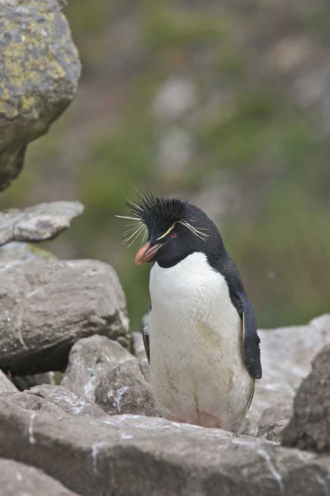 West Point Island Rockhopper penguin in rookery art print by Josh Anon for $57.95 CAD