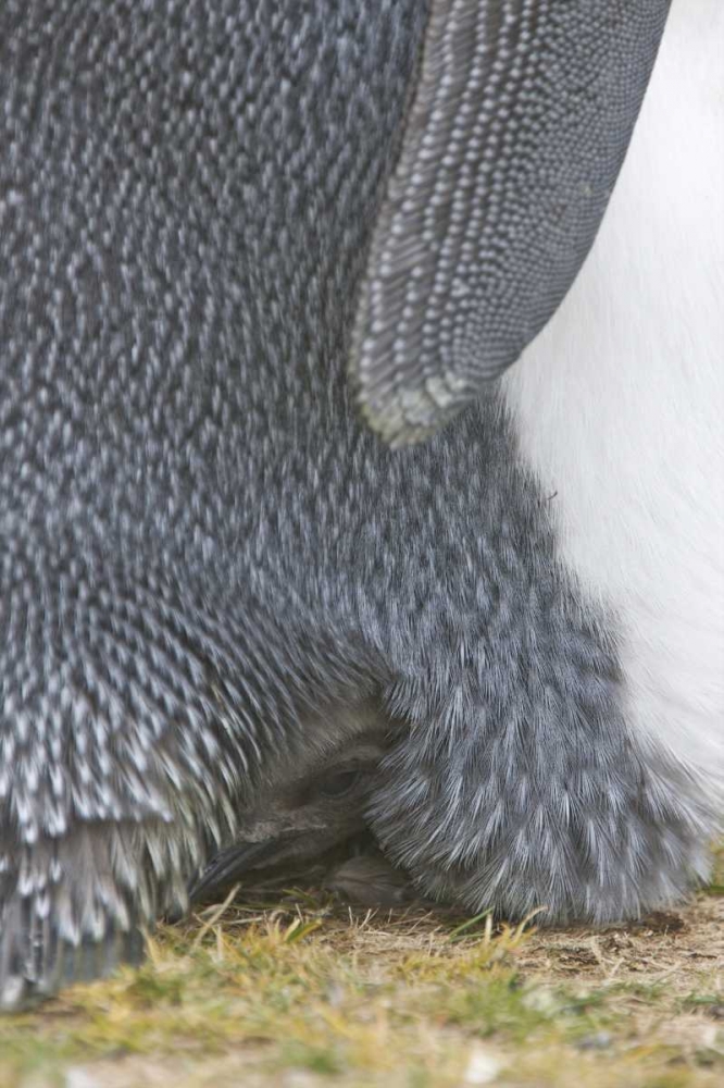 Volunteer Point King penguin chick under parent art print by Josh Anon for $57.95 CAD