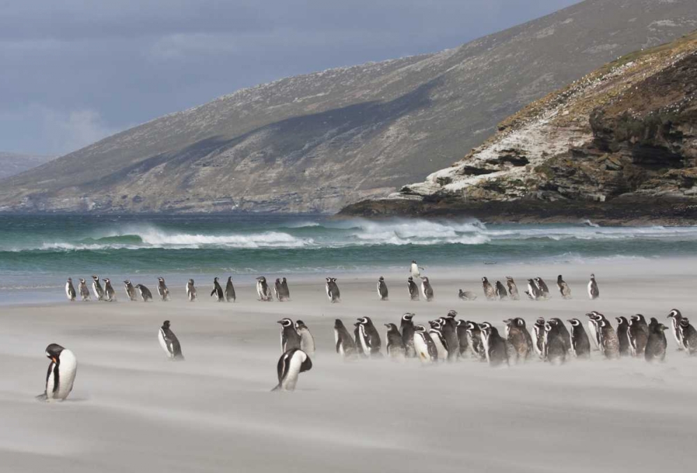 South Atlantic, Saunders Isl Magellanic penguins art print by Bill Young for $57.95 CAD