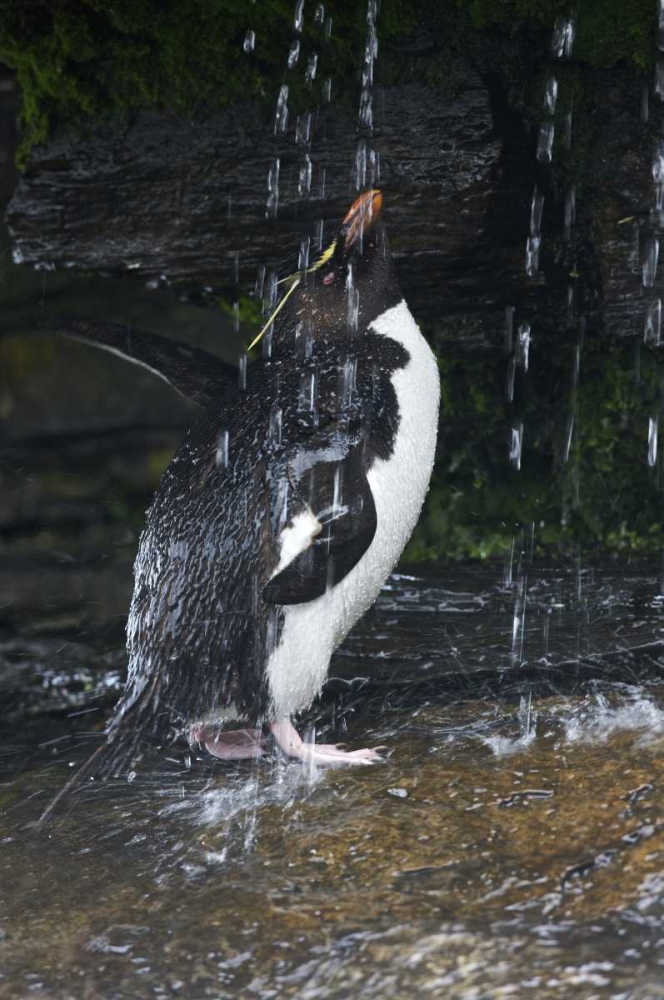 Falkland Islands Rockhopper penguin bathing art print by Ellen Anon for $57.95 CAD