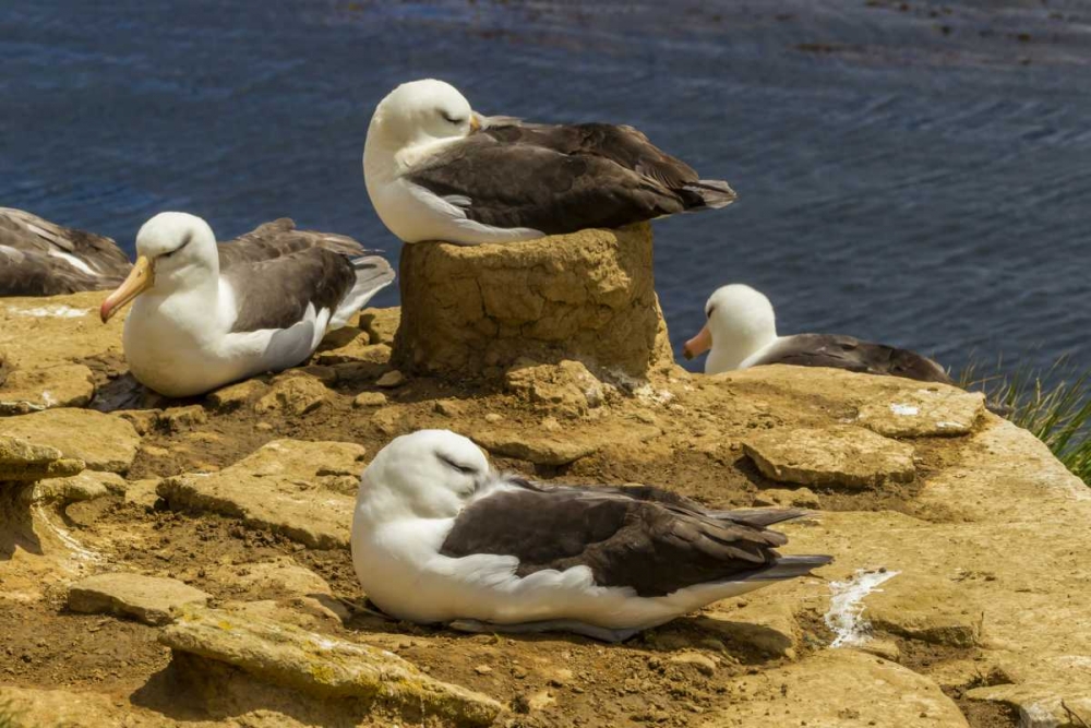 Saunders Island Black-browed albatrosses art print by Cathy and Gordon Illg for $57.95 CAD