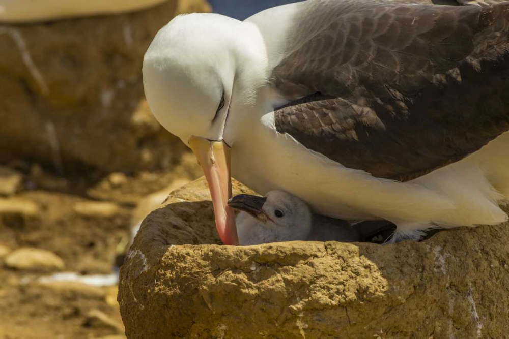 Saunders Island Black-browed albatross and chick art print by Cathy and Gordon Illg for $57.95 CAD