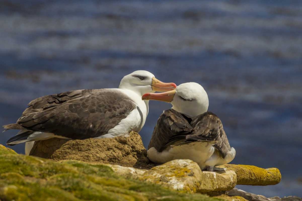 Saunders Island Black-browed albatross preening art print by Cathy and Gordon Illg for $57.95 CAD