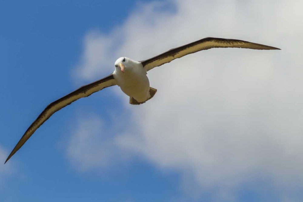 Saunders Island Black-browed albatross in flight art print by Cathy and Gordon Illg for $57.95 CAD