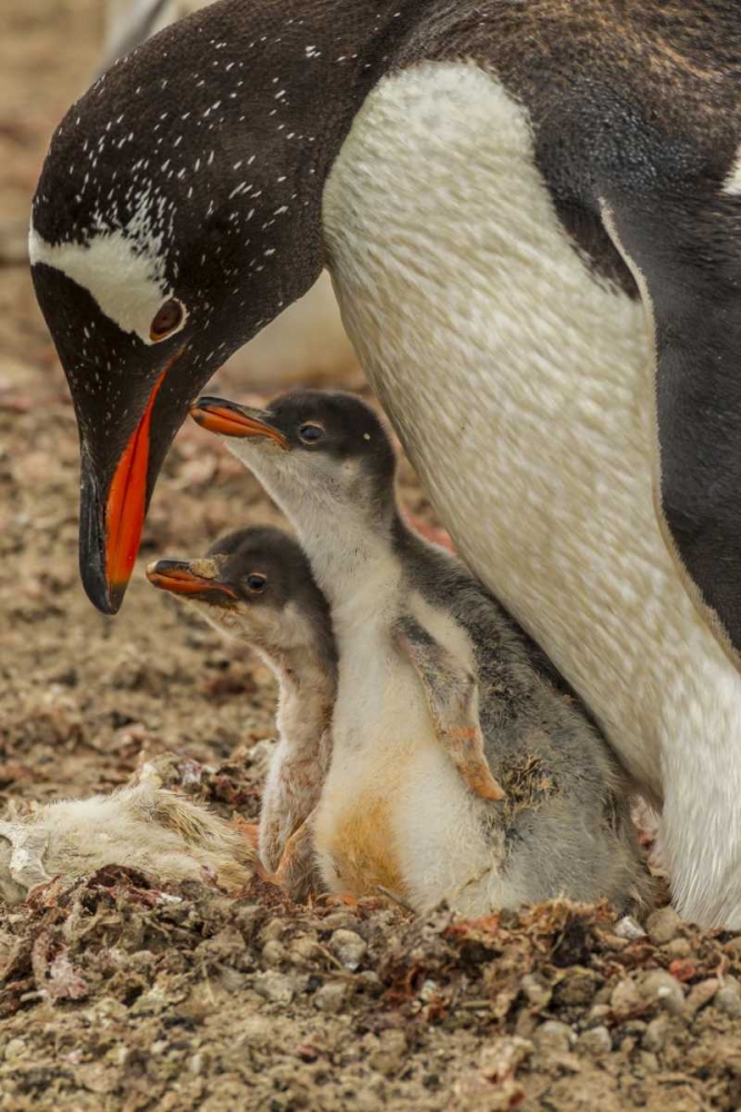 Saunders Island Gentoo penguin adult with chicks art print by Cathy and Gordon Illg for $57.95 CAD