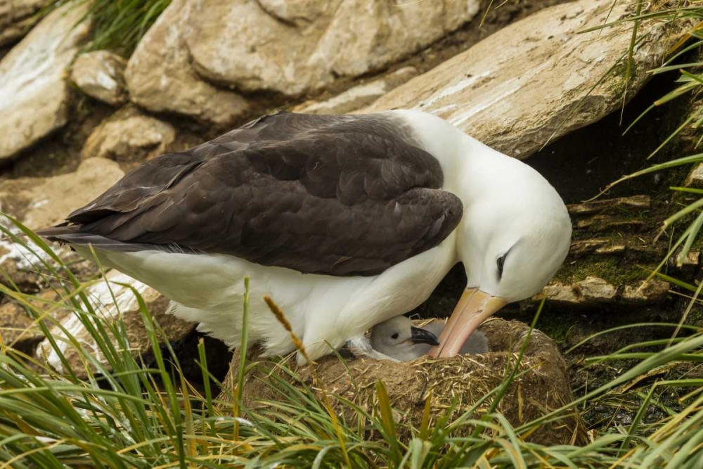 Saunders Island Black-browed albatross and chick art print by Cathy and Gordon Illg for $57.95 CAD