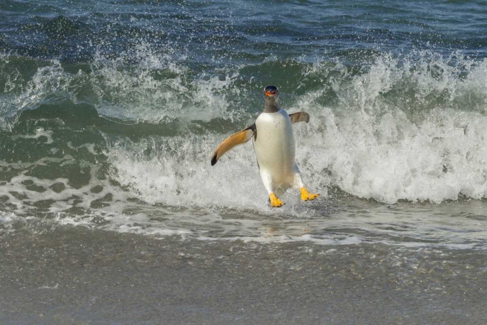 Sea Lion Island Gentoo penguin surfing on shore art print by Cathy and Gordon Illg for $57.95 CAD