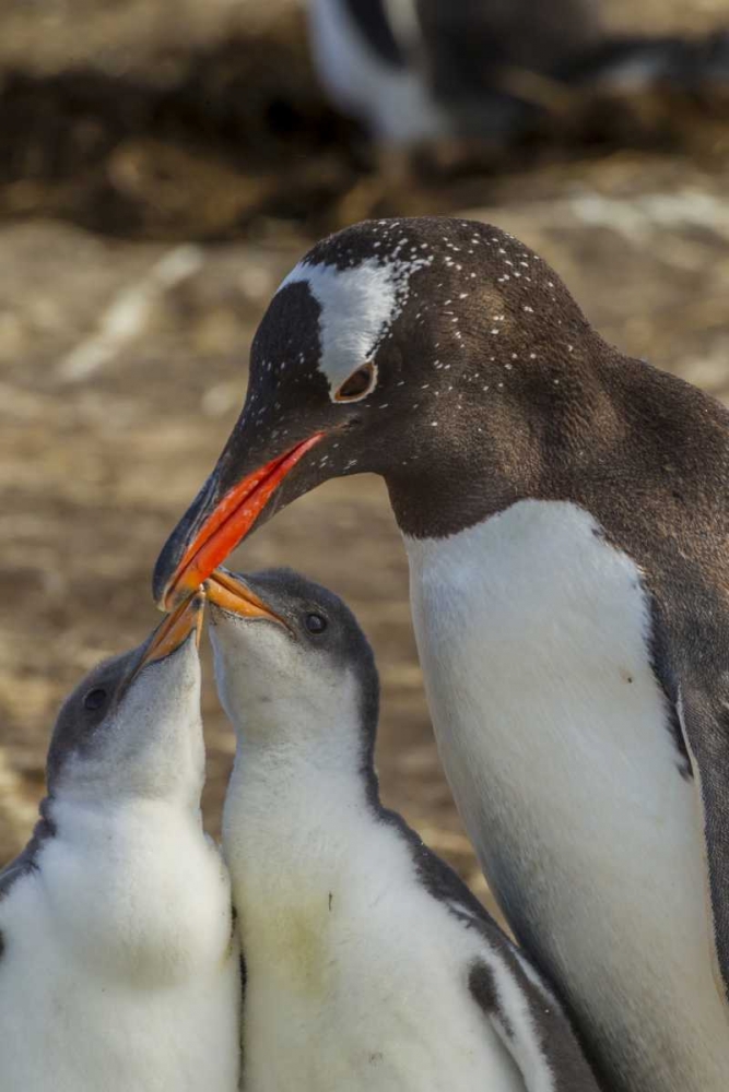 Sea Lion Island Gentoo penguin adult and chicks art print by Cathy and Gordon Illg for $57.95 CAD