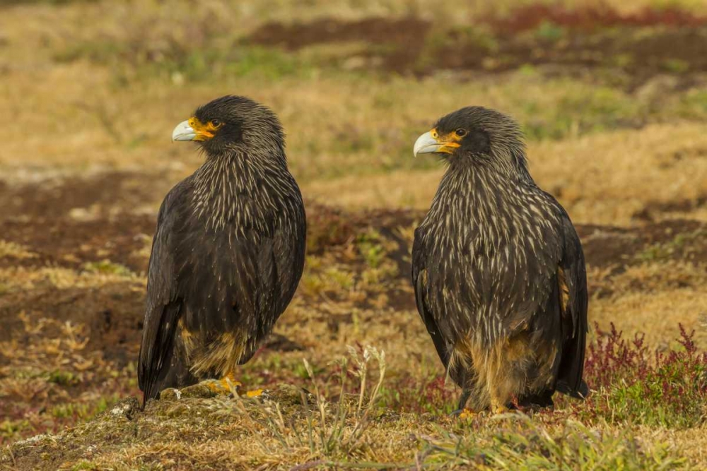 Sea Lion Island Striated caracaras on ground art print by Cathy and Gordon Illg for $57.95 CAD