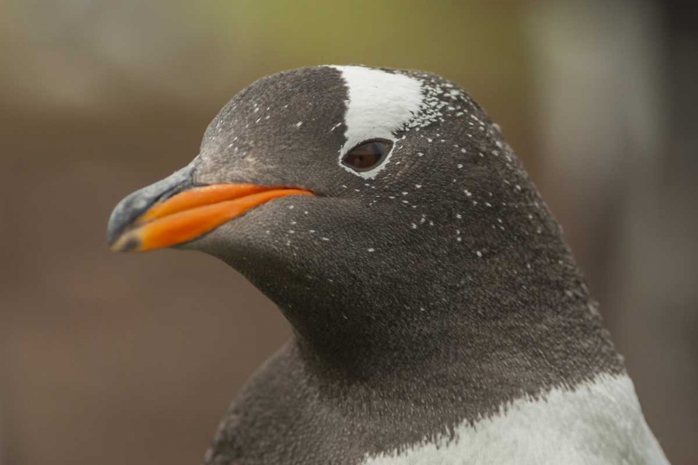 Bleaker Island Gentoo penguin portrait art print by Cathy and Gordon Illg for $57.95 CAD