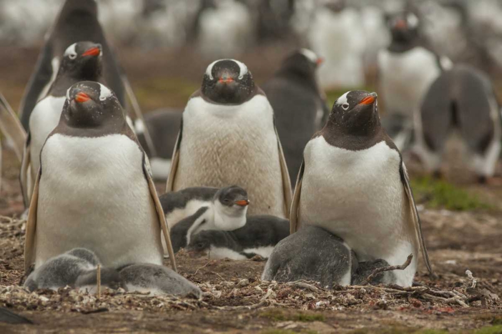 Bleaker Island Group of Gentoo penguins art print by Cathy and Gordon Illg for $57.95 CAD