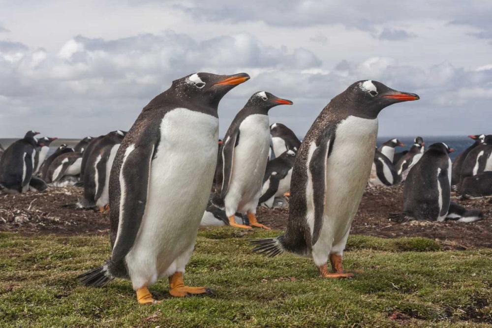 Falkland Islands, Bleaker Island Gentoo penguins art print by Cathy and Gordon Illg for $57.95 CAD