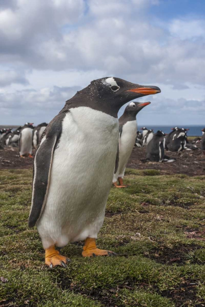Falkland Islands, Bleaker Island Gentoo penguins art print by Cathy and Gordon Illg for $57.95 CAD