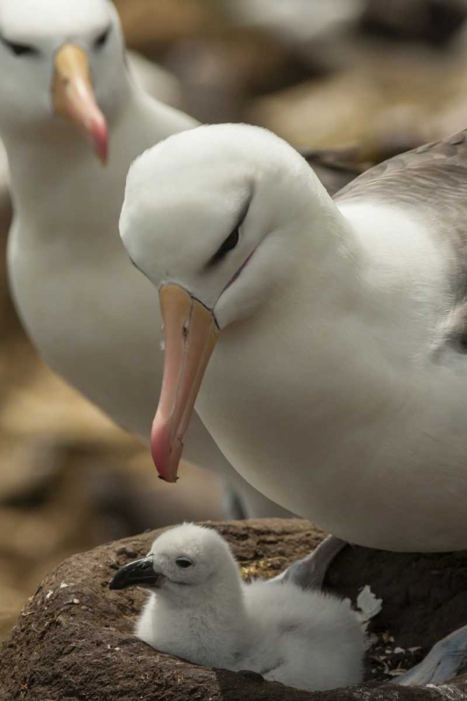 Saunders Island Black-browed albatross and chick art print by Cathy and Gordon Illg for $57.95 CAD