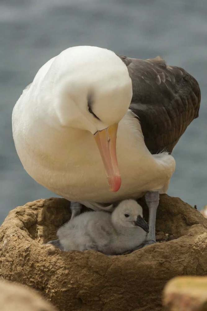 Saunders Island Black-browed albatross and chick art print by Cathy and Gordon Illg for $57.95 CAD