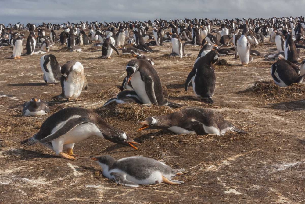 Sea Lion Island Gentoo penguin colony art print by Cathy and Gordon Illg for $57.95 CAD