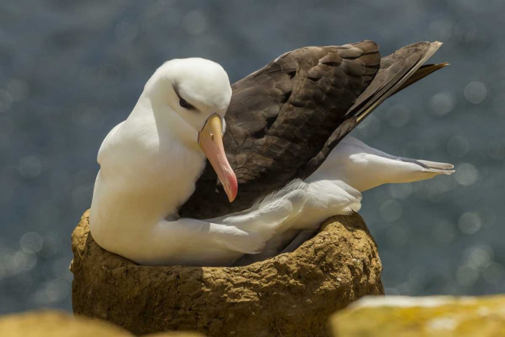 Saunders Island Black-browed albatross on nest art print by Cathy and Gordon Illg for $57.95 CAD