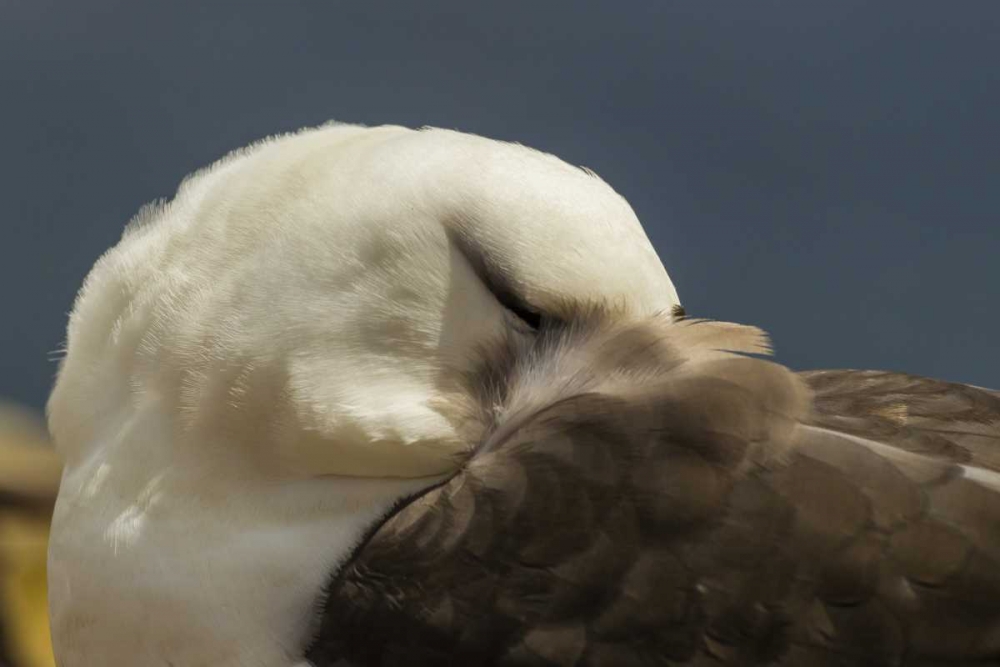 Saunders Island Black-browed albatross resting art print by Cathy and Gordon Illg for $57.95 CAD