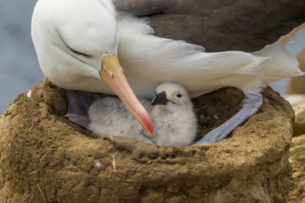 Saunders Island Black-browed albatross and chick art print by Cathy and Gordon Illg for $57.95 CAD