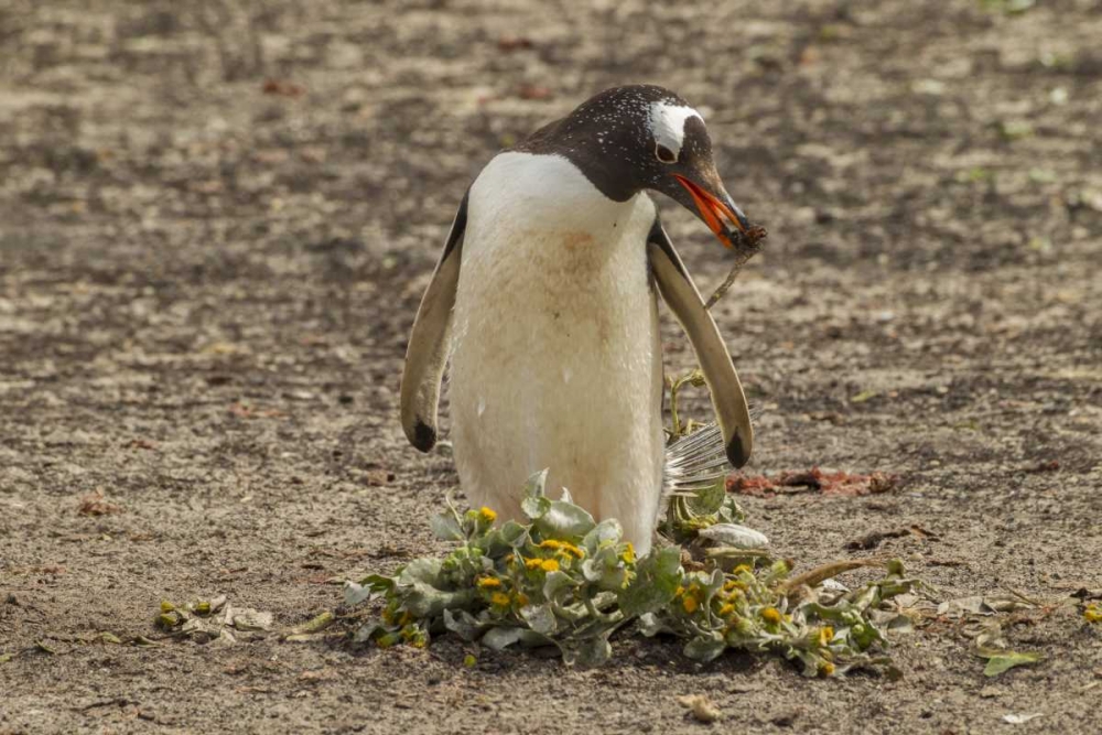 Saunders Isl Gentoo penguin with nest material art print by Cathy and Gordon Illg for $57.95 CAD