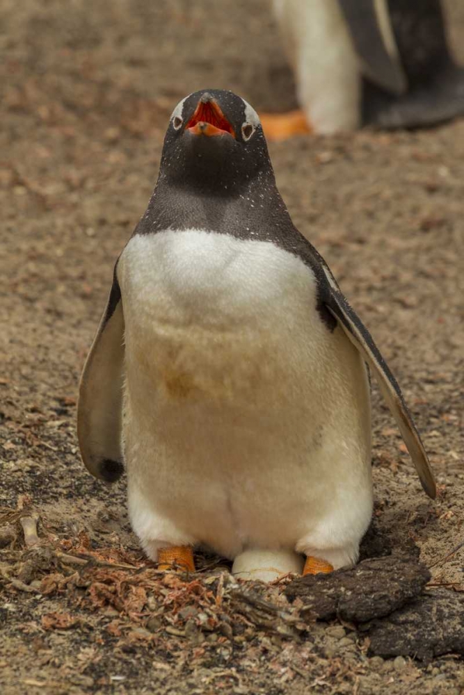 Saunders Isl, Gentoo penguin with egg art print by Cathy and Gordon Illg for $57.95 CAD