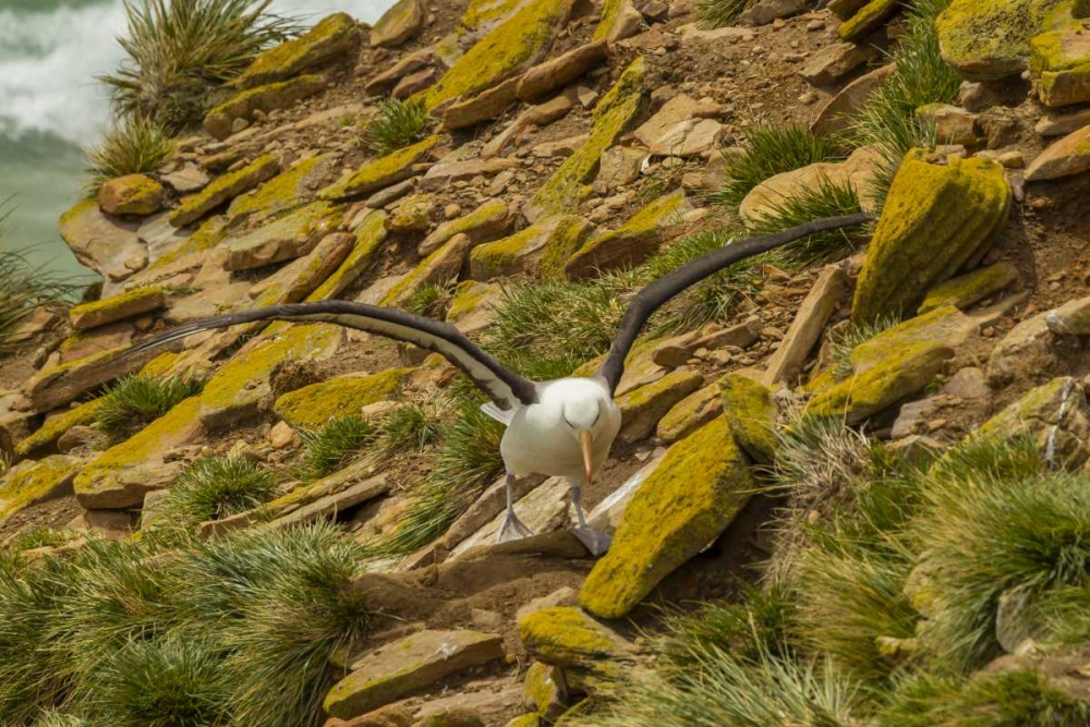 Saunders Island Black-browed albatross art print by Cathy and Gordon Illg for $57.95 CAD