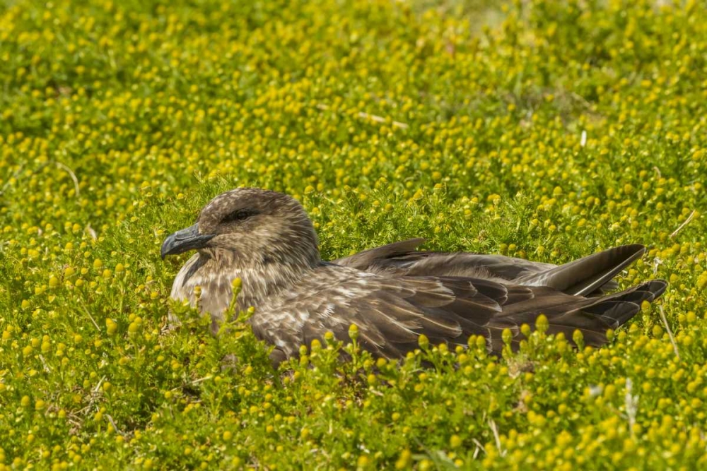 Sea Lion Island Falkland skua on nest art print by Cathy and Gordon Illg for $57.95 CAD
