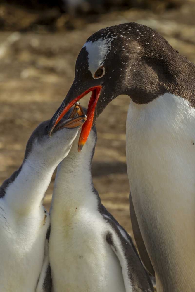 Sea Lion Island Gentoo penguin feeding chicks art print by Cathy and Gordon Illg for $57.95 CAD