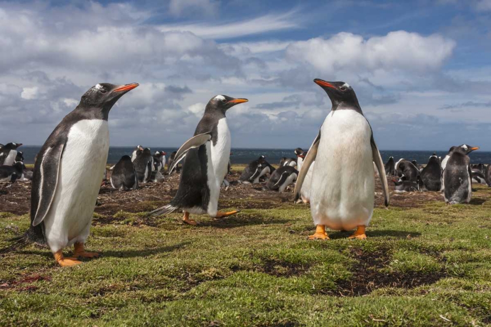 Falkland Islands, Bleaker Island Gentoo penguins art print by Cathy and Gordon Illg for $57.95 CAD