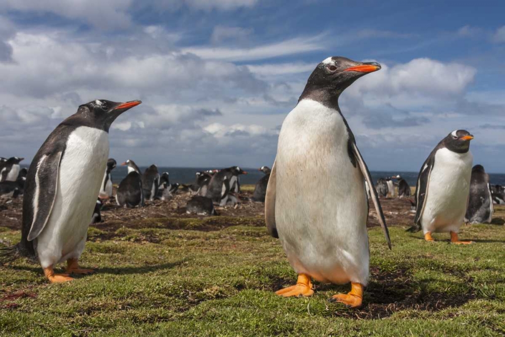 Falkland Islands, Bleaker Island Gentoo penguins art print by Cathy and Gordon Illg for $57.95 CAD