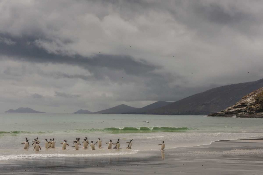 Saunders Island Gentoo penguins coming ashore art print by Cathy and Gordon Illg for $57.95 CAD