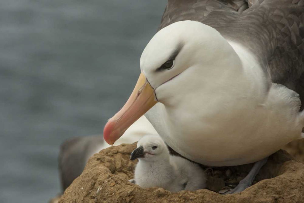 Saunders Island Black-browed albatross and chick art print by Cathy and Gordon Illg for $57.95 CAD