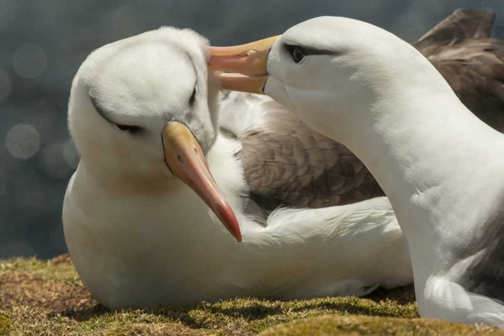 Saunders Island Black-browed albatross courtship art print by Cathy and Gordon Illg for $57.95 CAD