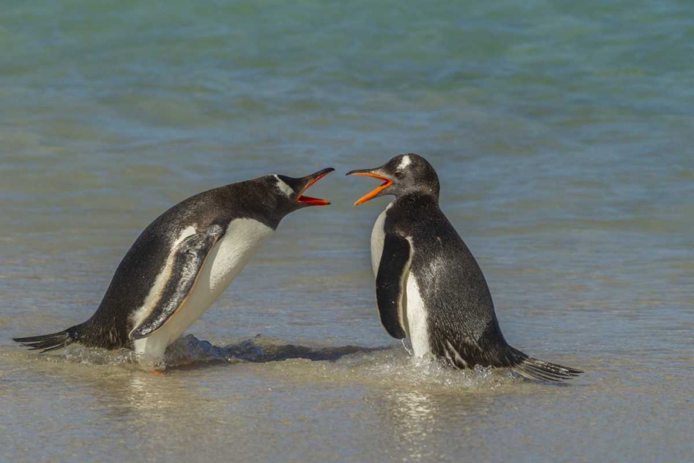 Bleaker Island Gentoo penguins arguing art print by Cathy and Gordon Illg for $57.95 CAD