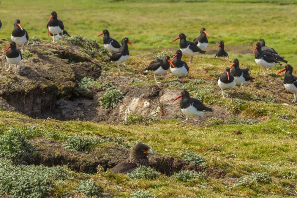 Carcass Island Magellanic oystercatchers on edge art print by Cathy and Gordon Illg for $57.95 CAD
