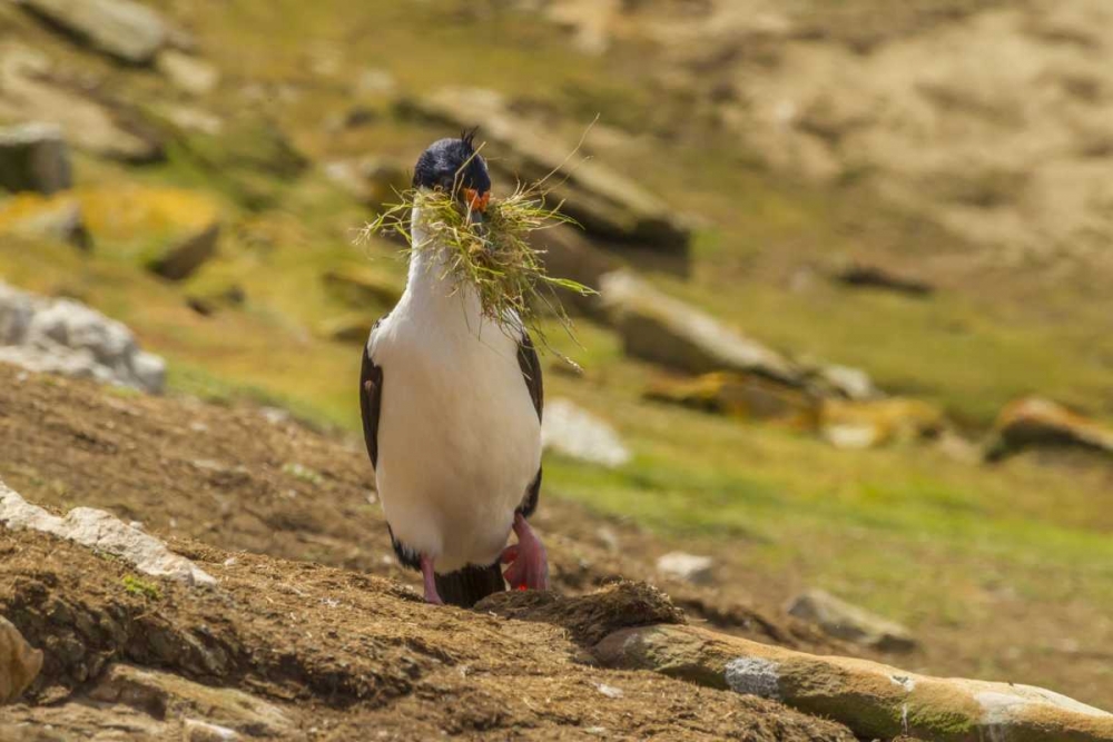 Carcass Island Imperial shag with nest material art print by Cathy and Gordon Illg for $57.95 CAD
