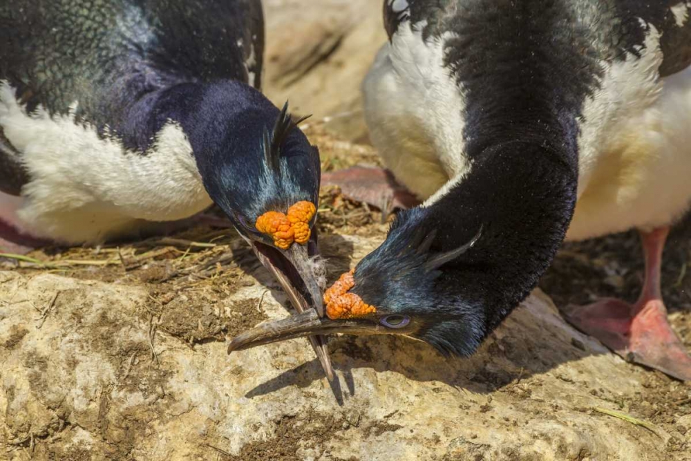 Carcass Island Imperial shags in conflict art print by Cathy and Gordon Illg for $57.95 CAD